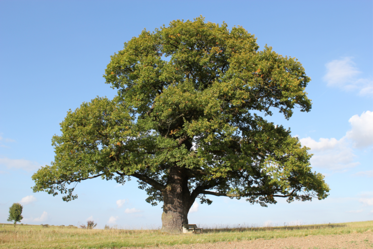 Genealogy Research Club